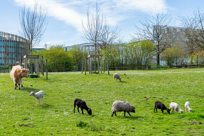 Sortie des animaux commentée