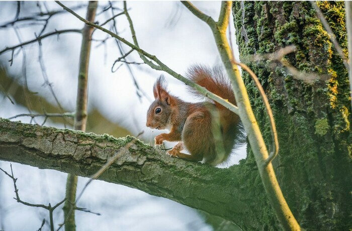 Balade naturaliste : "Le Penseur de Rondin"
