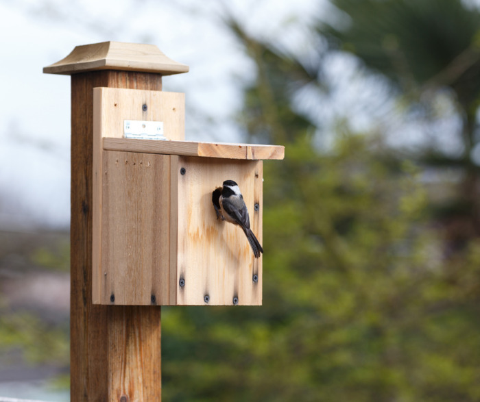 Workshops and training – Participatory bird surveys campaign