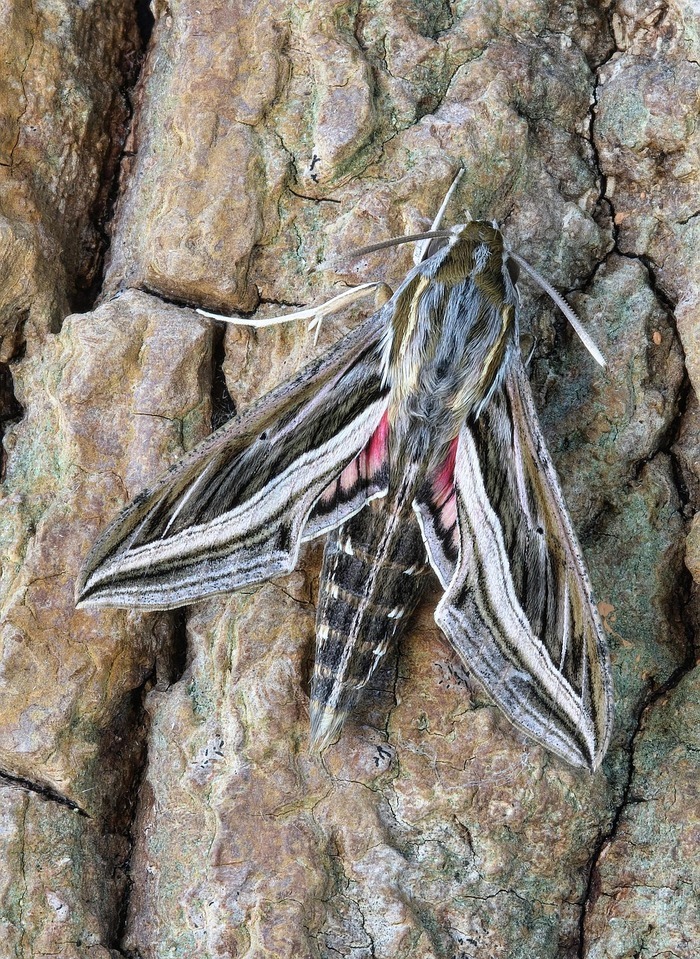 Sortie naturaliste éco-citoyenne : "papillons de nuit et autres insectes nocturnes"