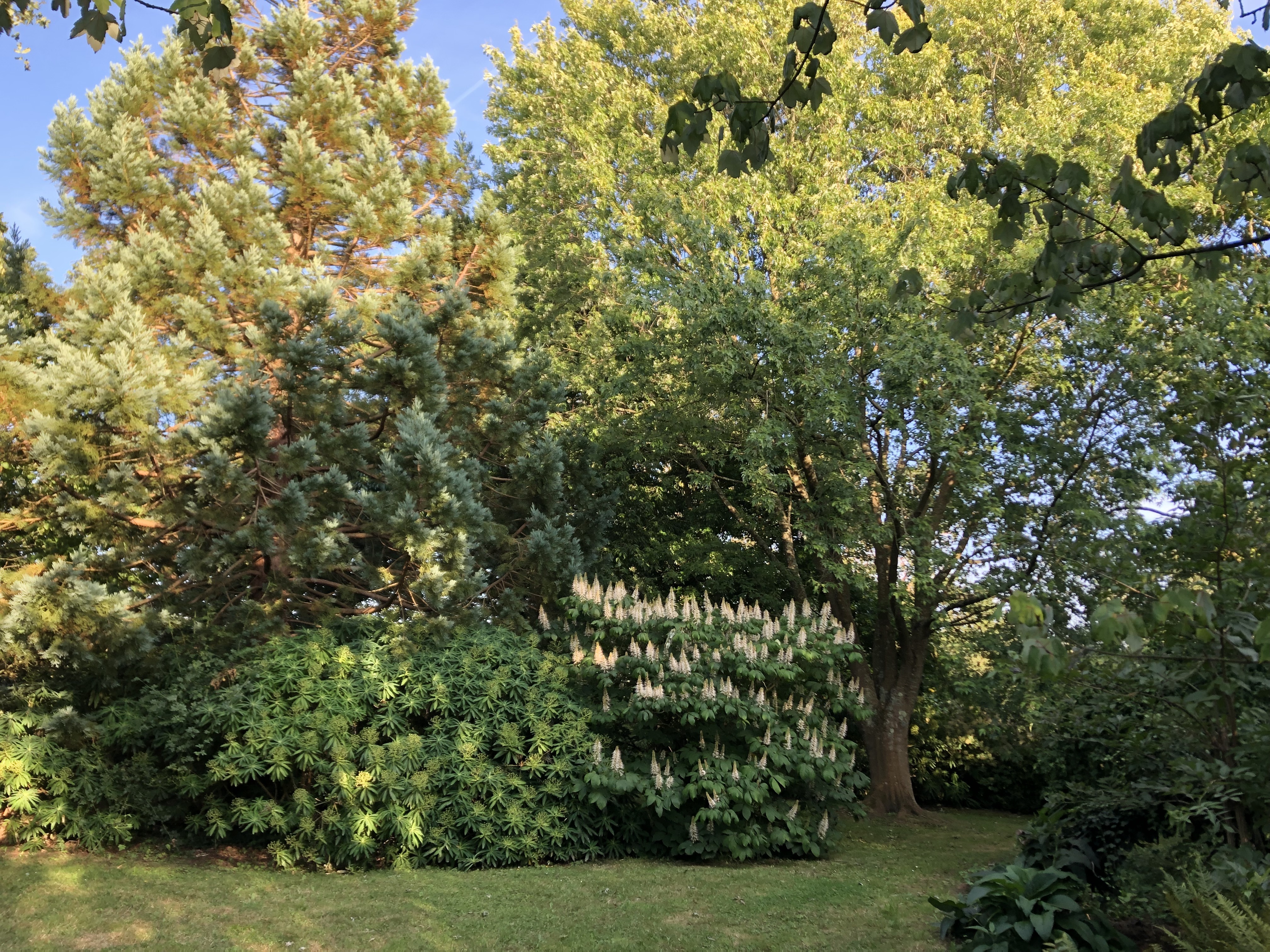 Visite libre d'un jardin de collection