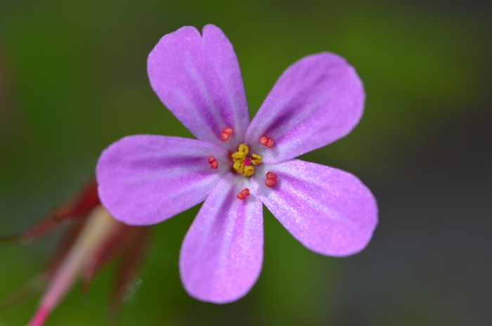Balade naturaliste : Prémesques 2024