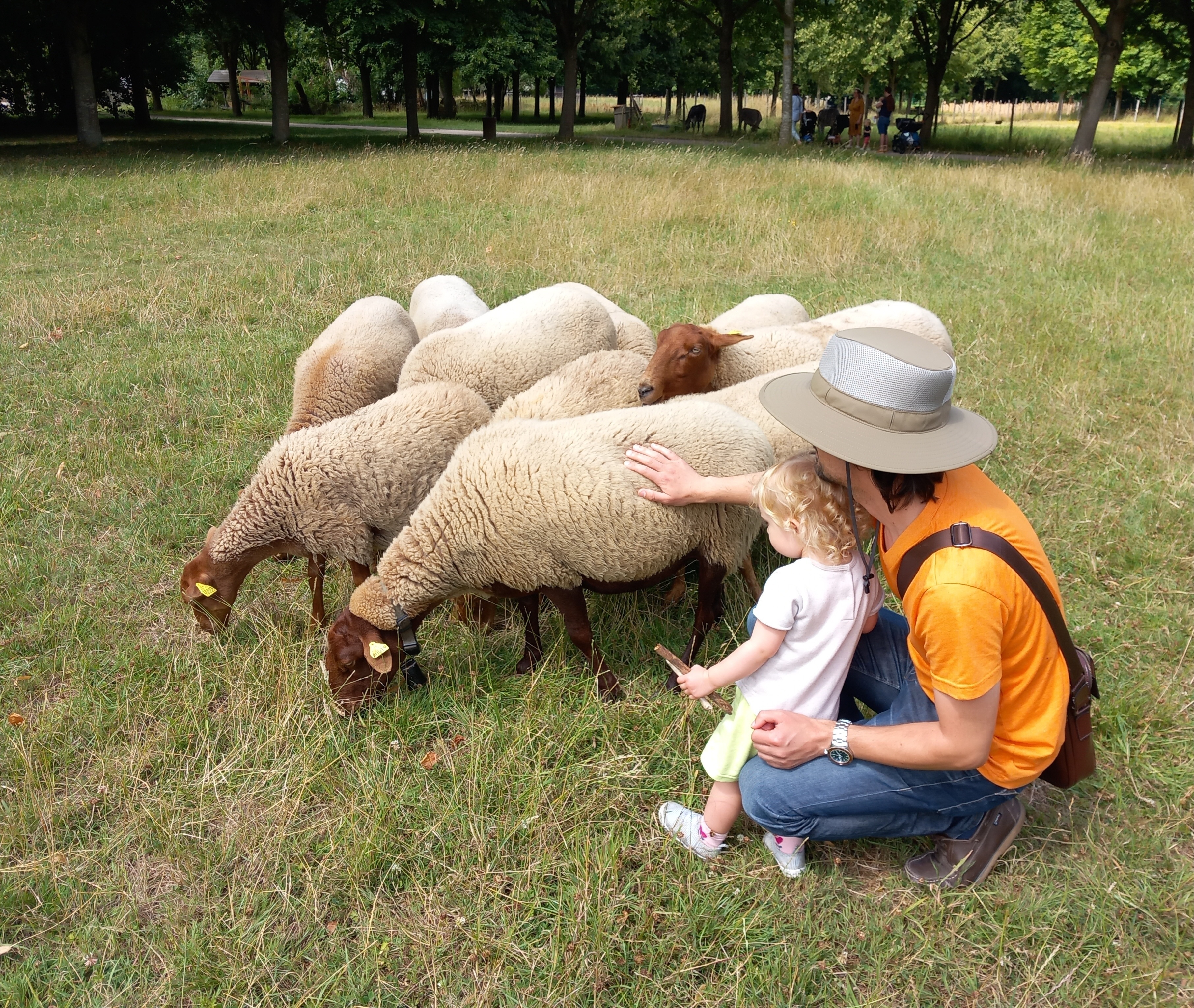 Tonds ton mouton