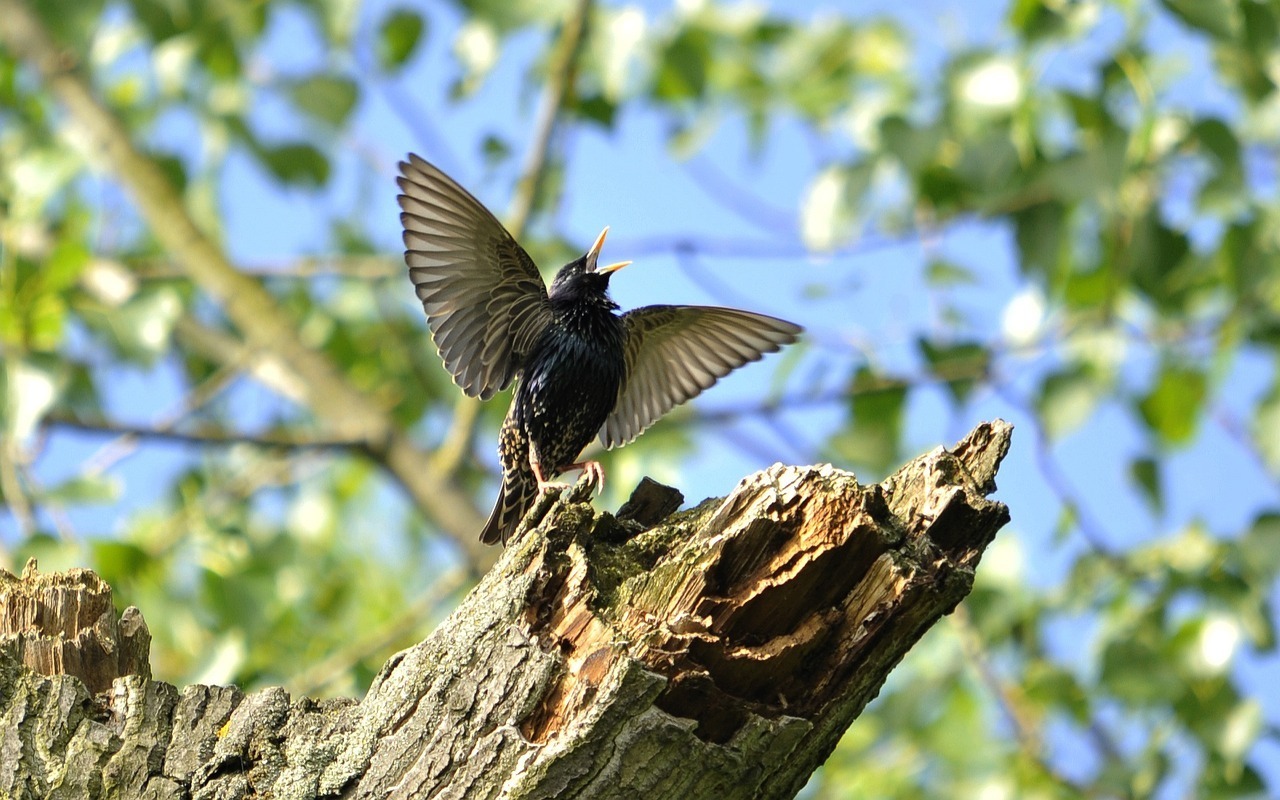 Bain sonore à l'écoute des oiseaux