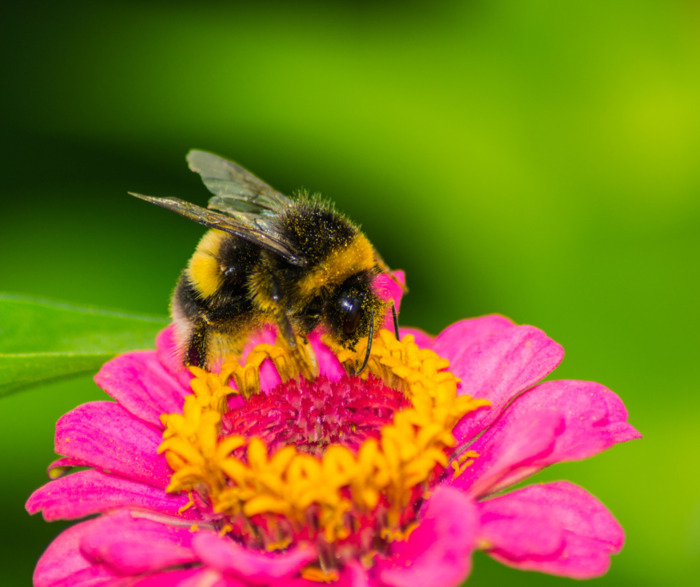 Projections – Film debate "The Sound of a Bumblebee ... Men and insects in Hauts-de-France"