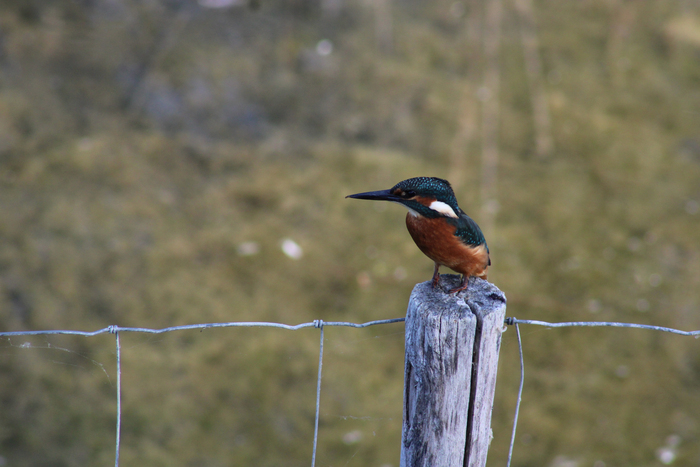 Flicourt : un site d'observation d'exception pour les oiseaux