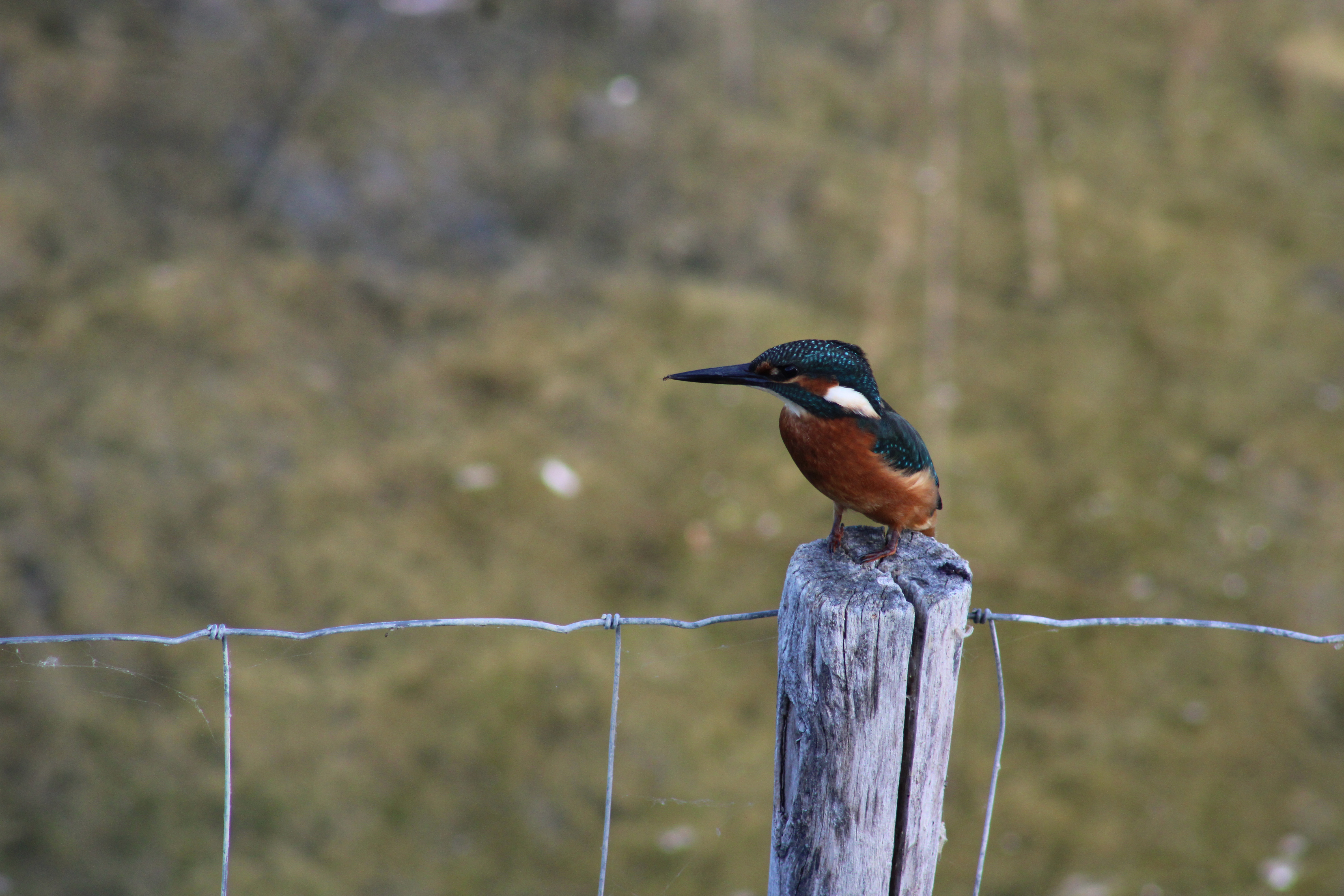 Flicourt : un site d'observation d'exception pour les oiseaux