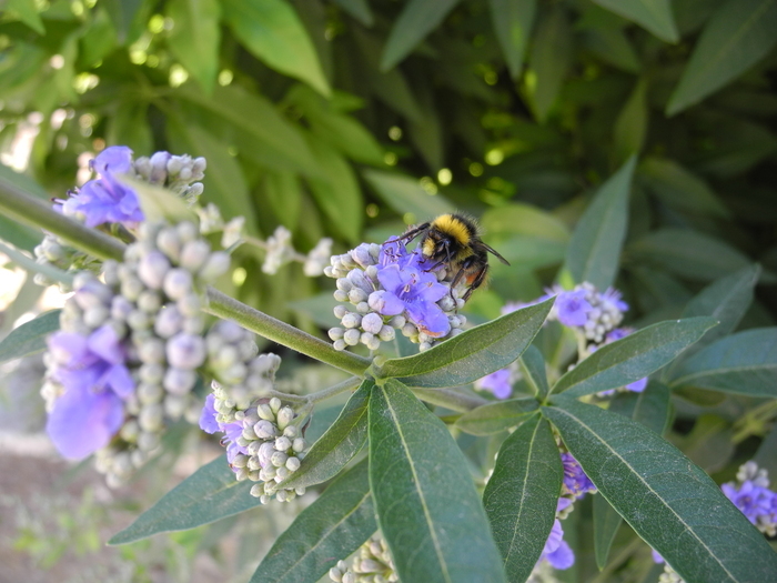 Jardin botanique Université Paris-Saclay