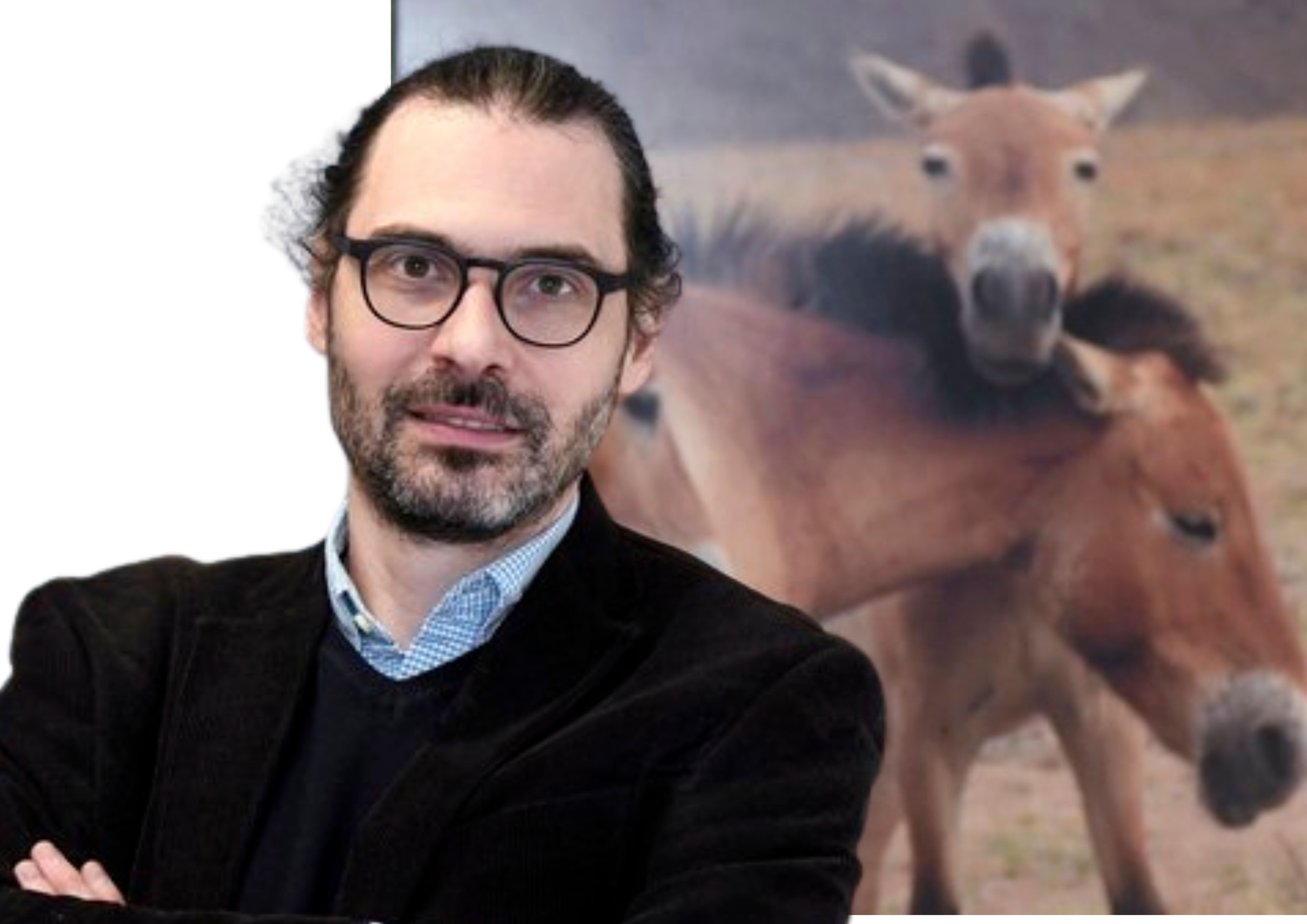 Projection de conférence : Domestication du cheval, ce que révèle l’ADN ancien