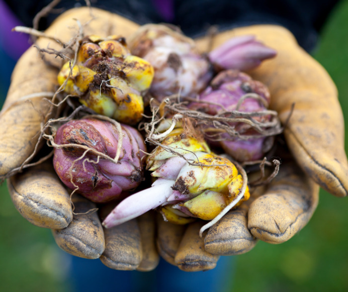 Atelier jardinage
