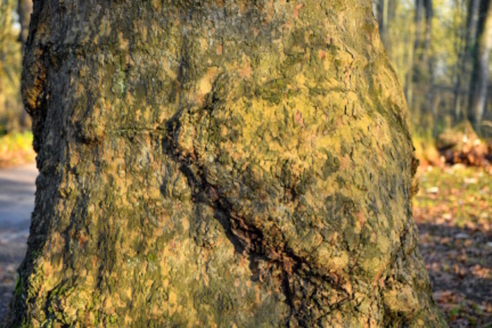 A la découverte des écorces d'arbres