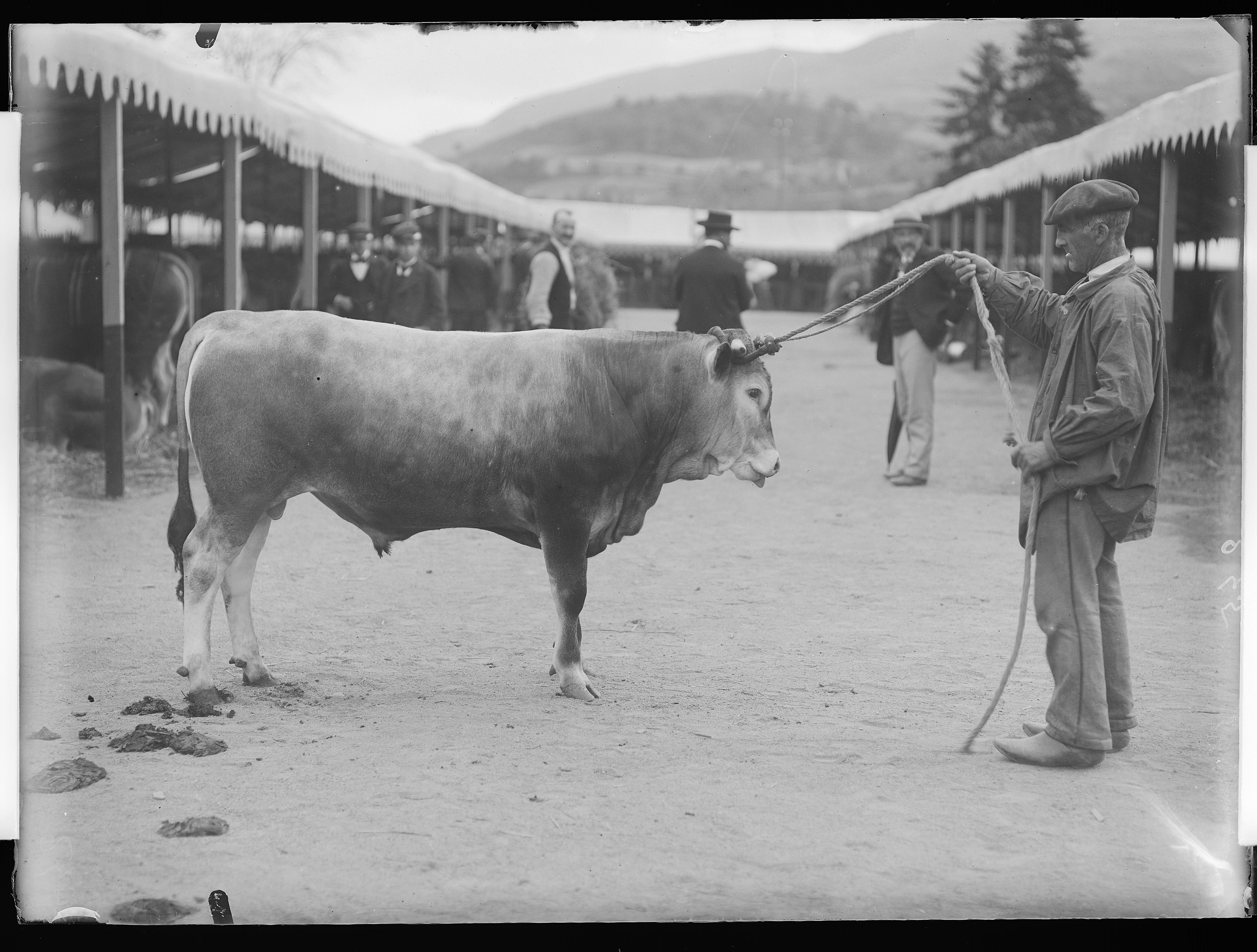 Compagnons de vie et de labeur - Regards photographiques sur la domestication au 20e siècle