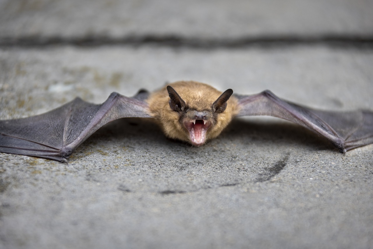 La nuit, les chauves-souris sont de sortie !