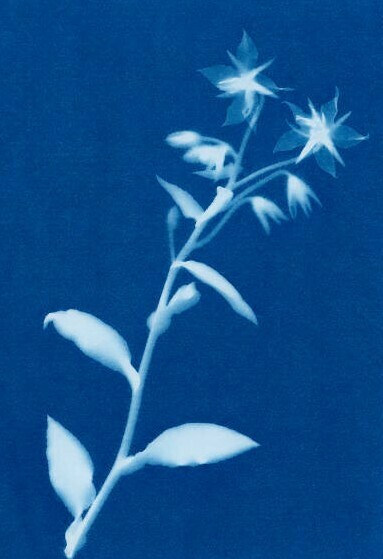 Ateliers initiation au cyanotype dans le jardin des Carmes