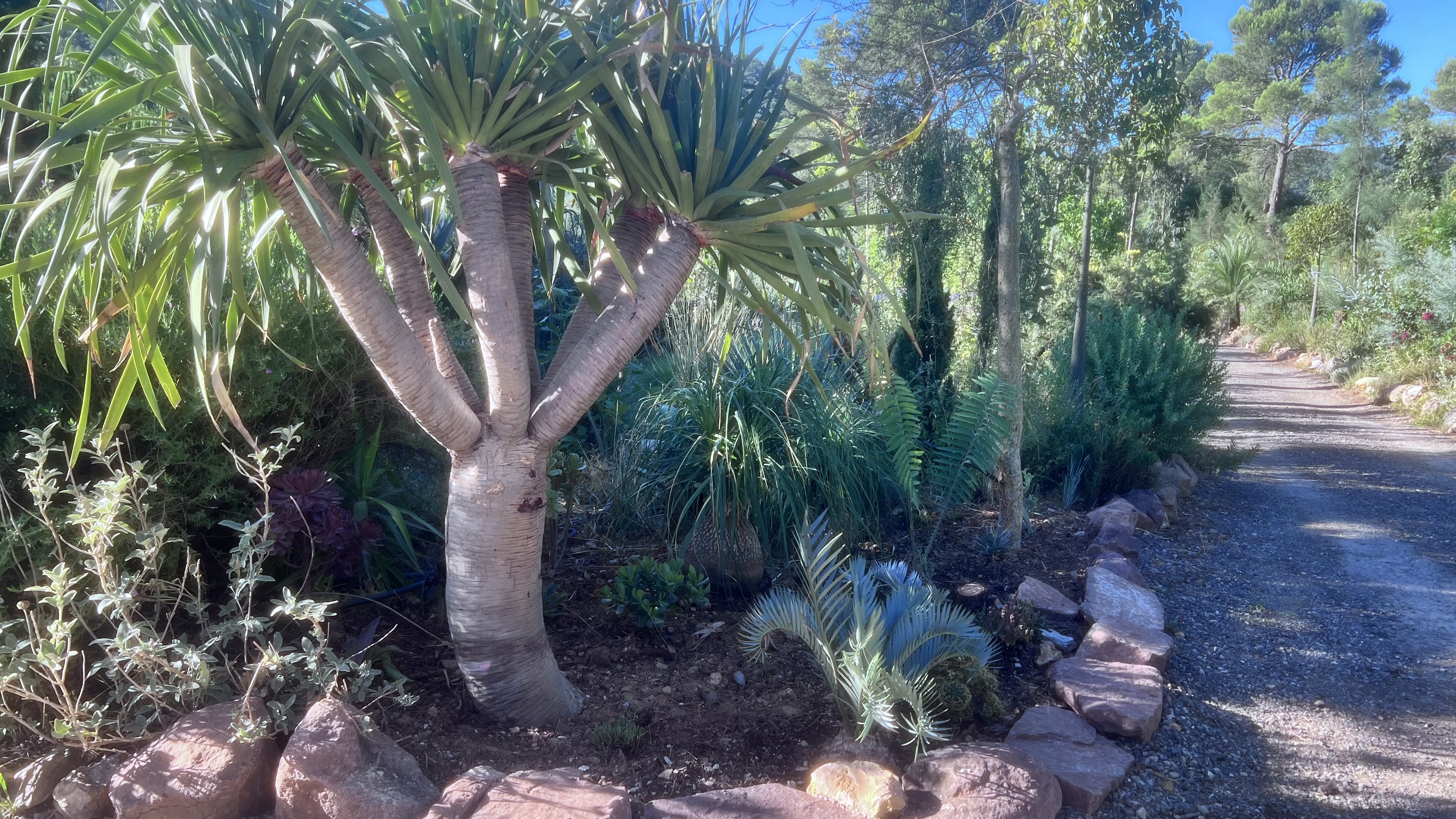 Visite découverte du jardin des plantes australiennes