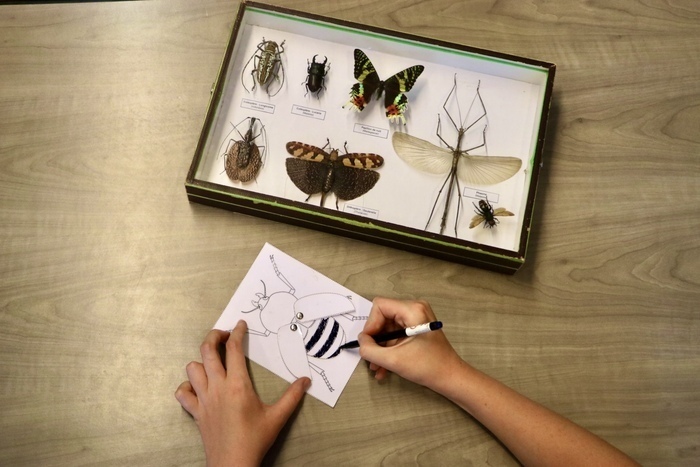 Les petits labos du Musée / Crée ton insecte