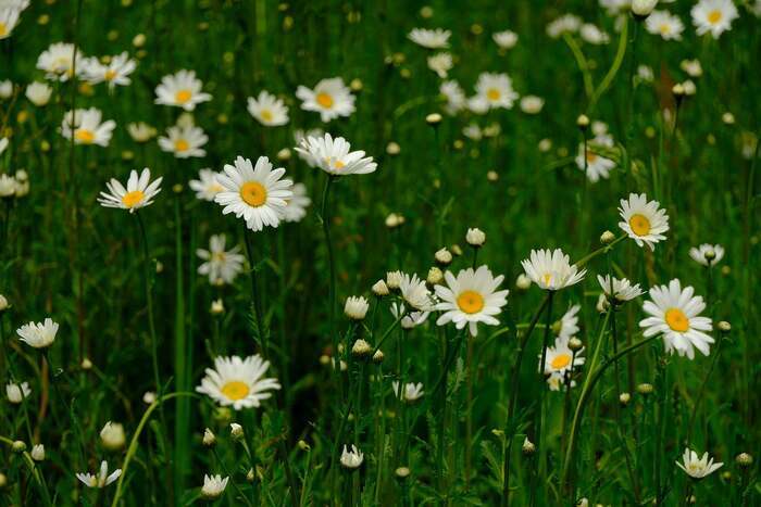 Atelier "Plantes sauvages comestibles"