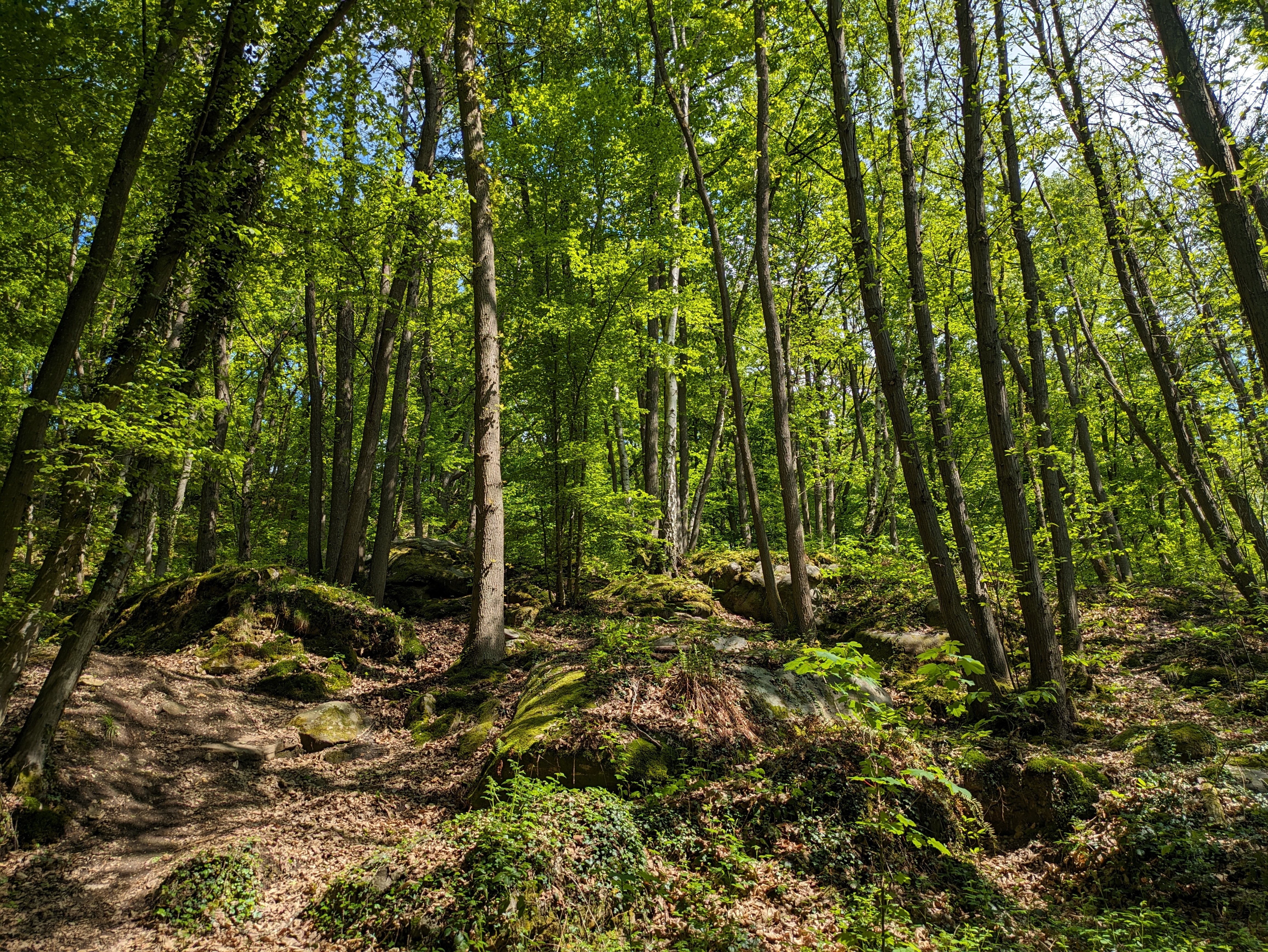Entre contes, histoire et biodiversité : voyage au cœur d'un patrimoine naturel et humain