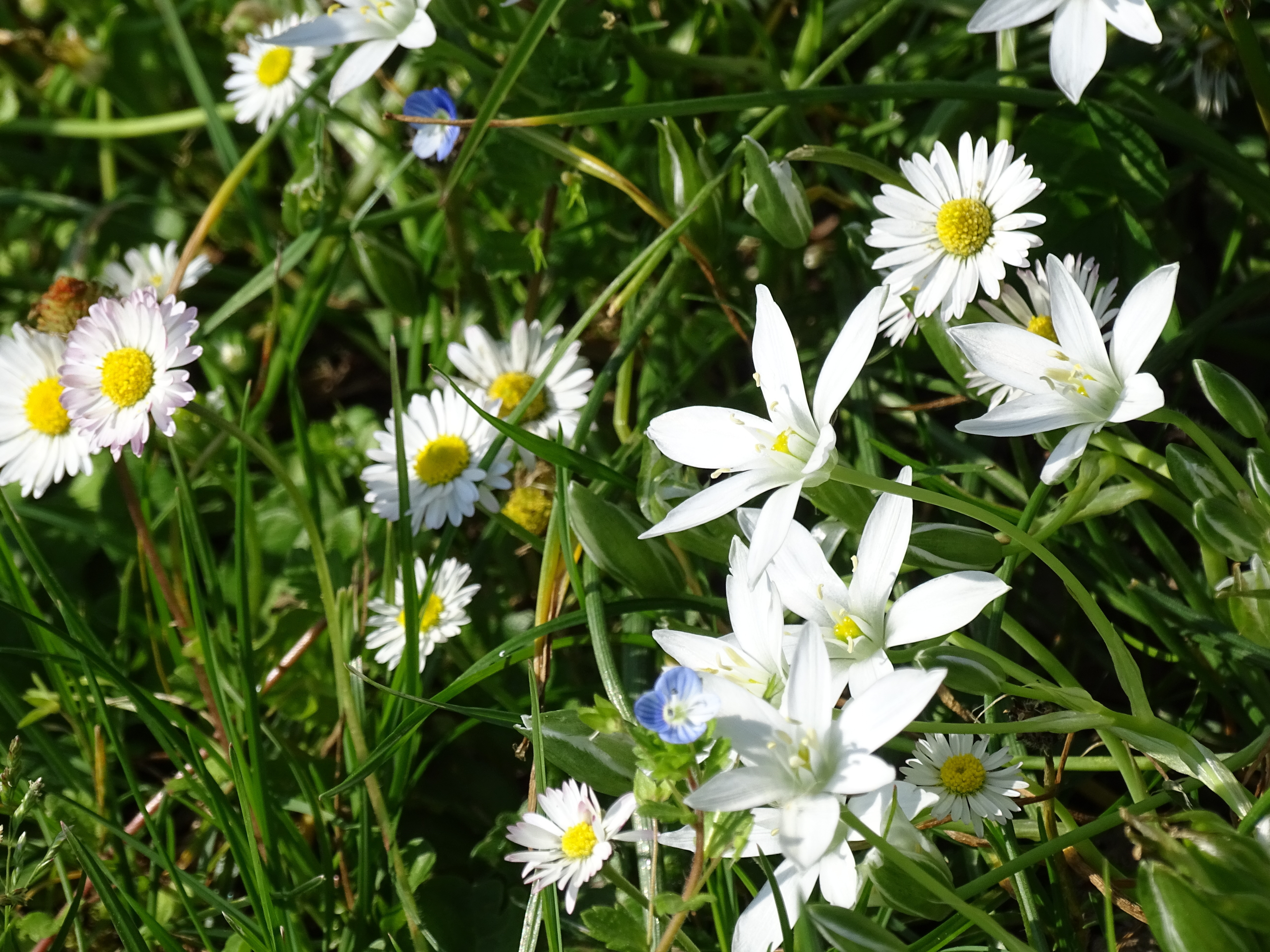 Visite guidée du jardin du Ramier