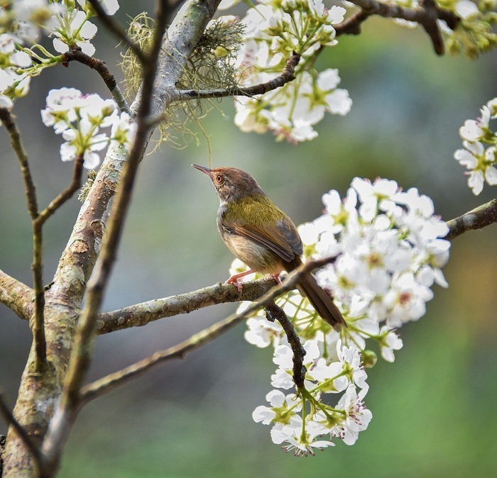 Nature, boutures et teinture