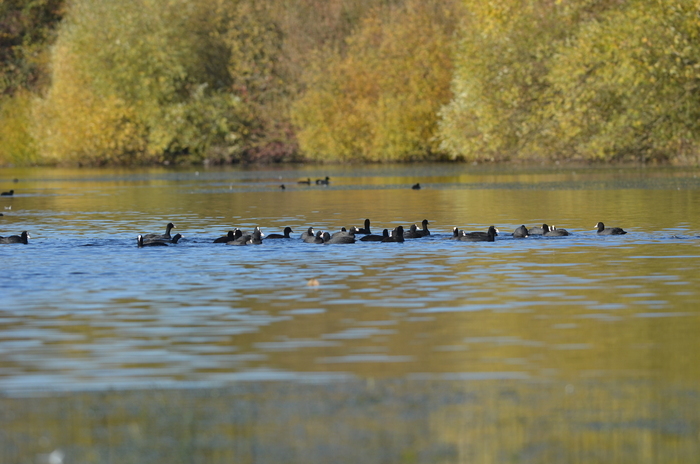 Naturalist walk: "The show is over, place to start"
