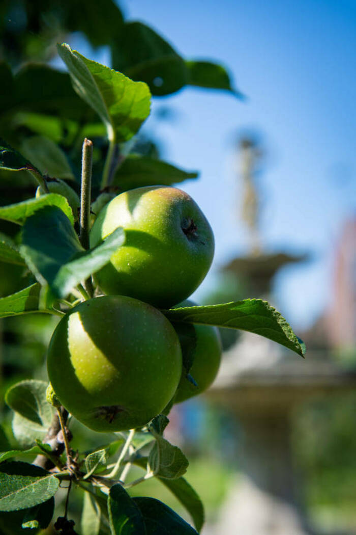 Taille de formation et de lattage des arbres fruitiers