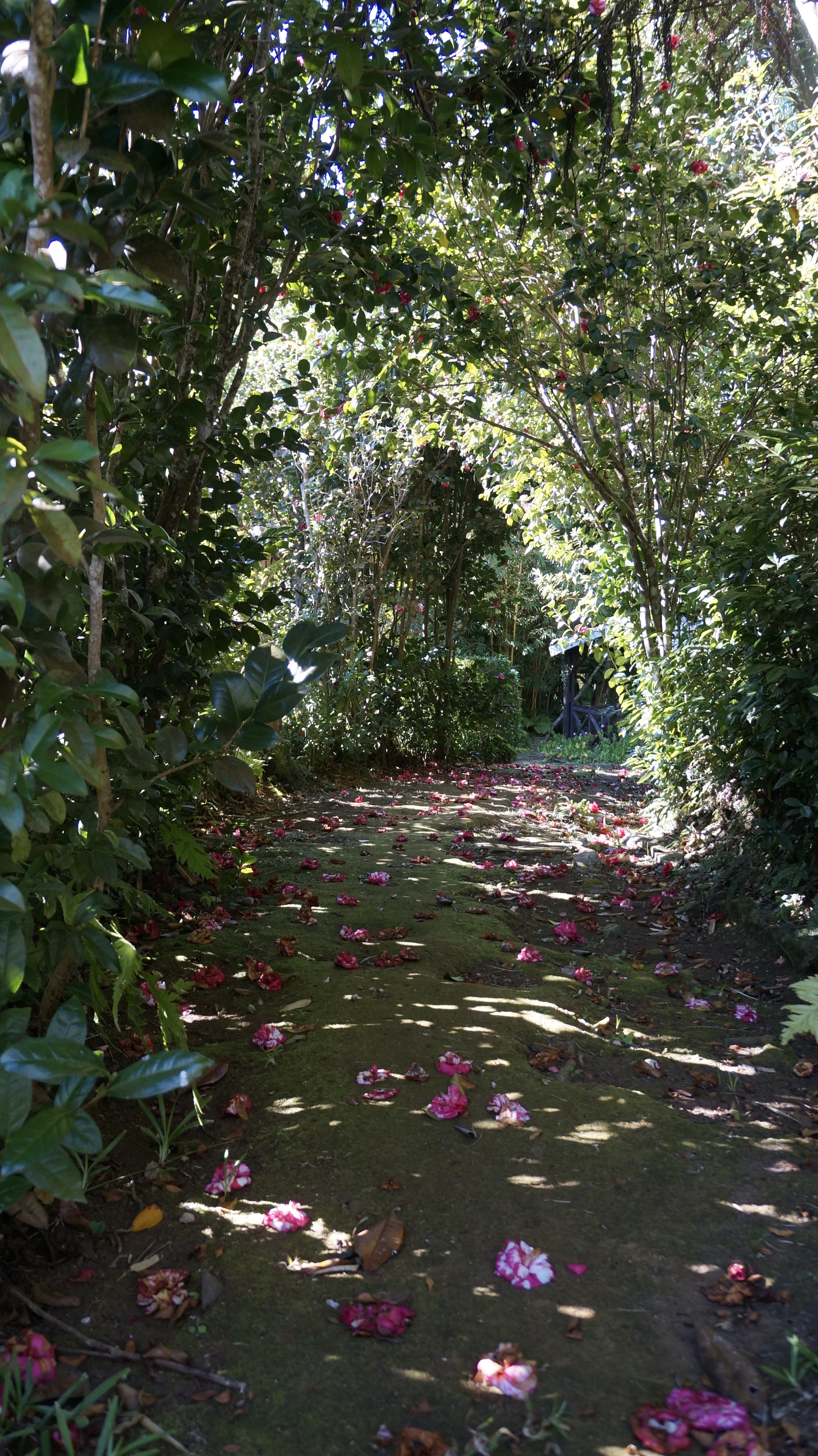Des hommes et des plantes à La Réunion: une petite histoire de toutes nos biodiversités à travers une balade au cœur d'un jardin créole du XIXe siècle