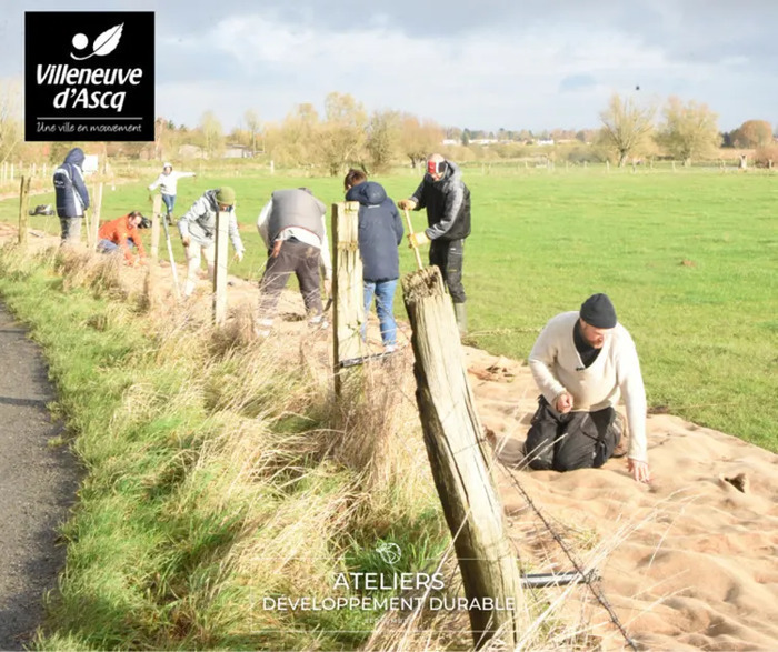 Plantation haie bocagère