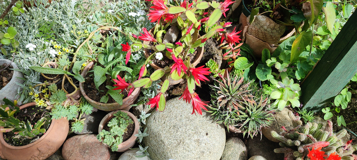 Le jardin vagabond