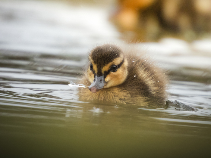 Naturalistic walk: feather decor