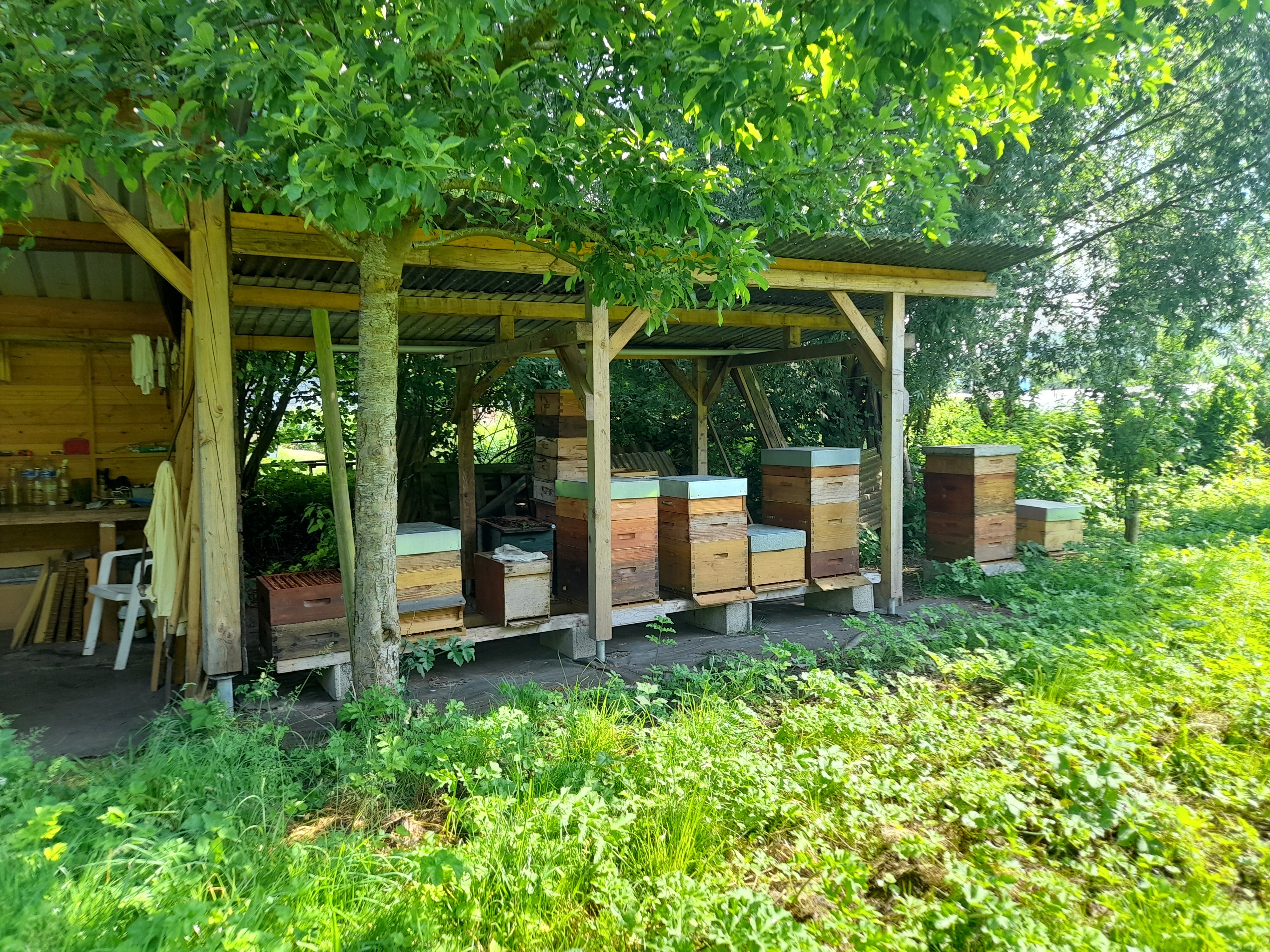 Découverte de la ruche