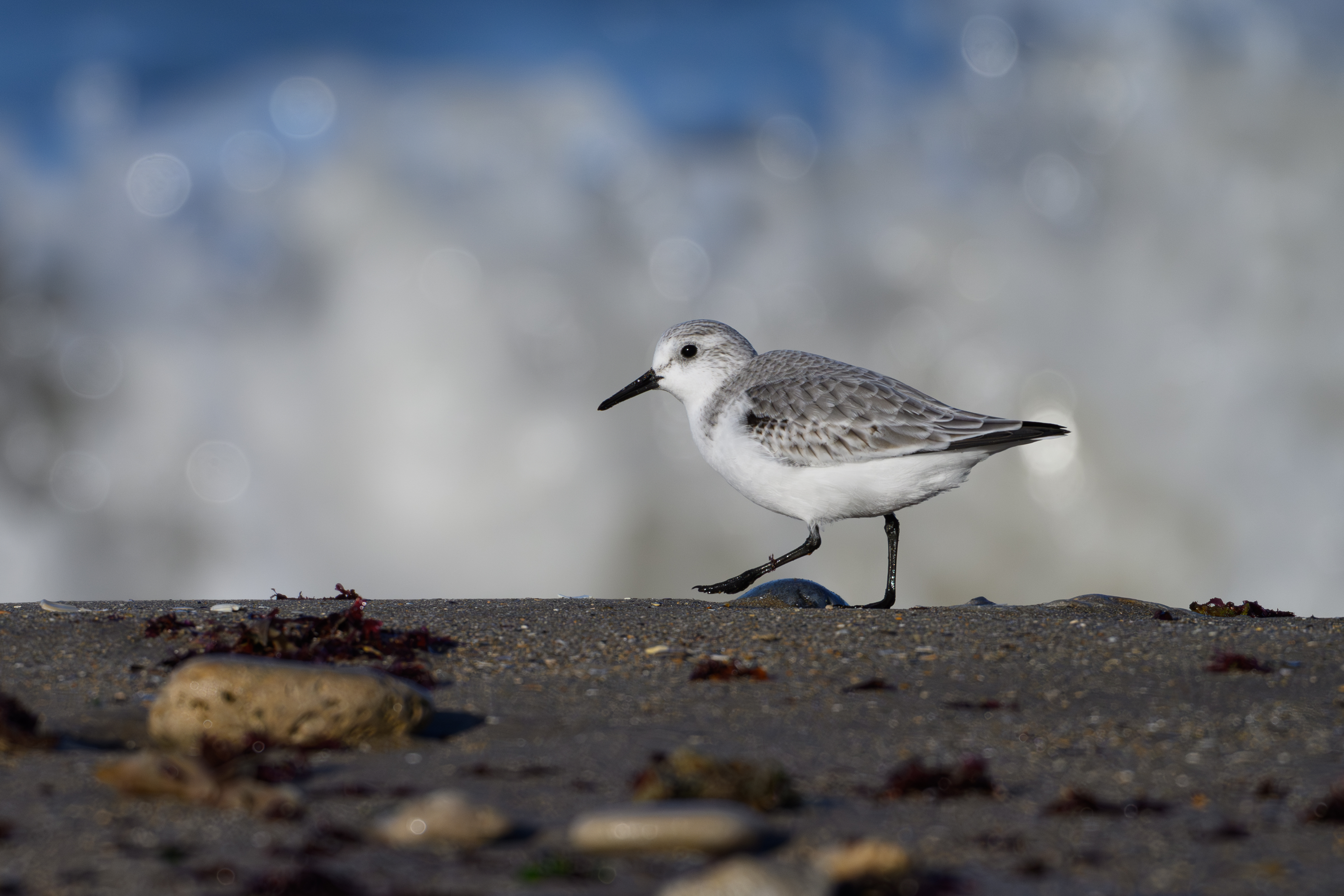 VIERVILLE-SUR-MER/14 : Découverte des oiseaux des falaises du Bessin