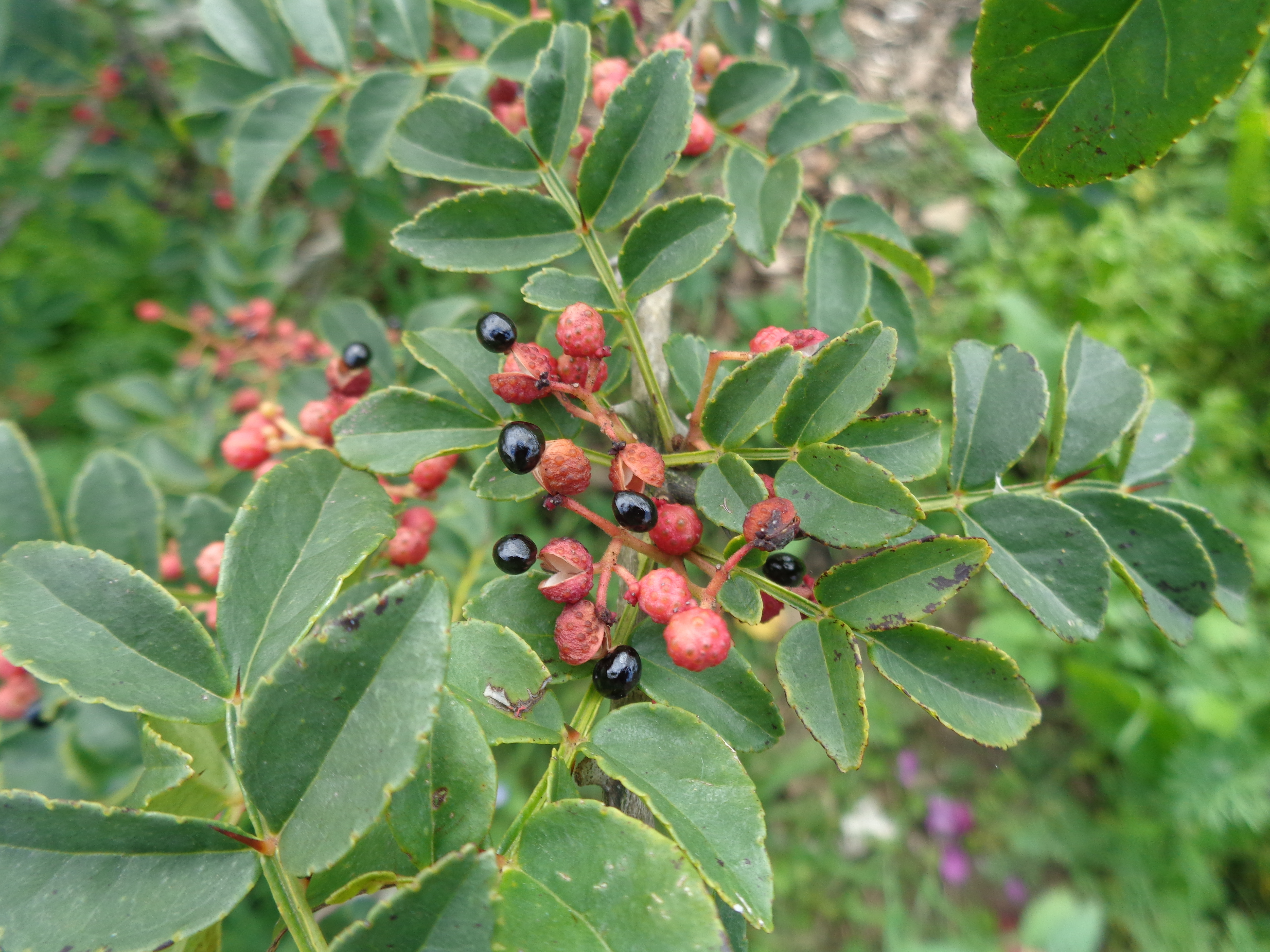 Visite libre du jardin Herbarius