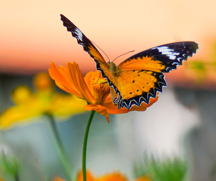 Outing to discover day butterflies