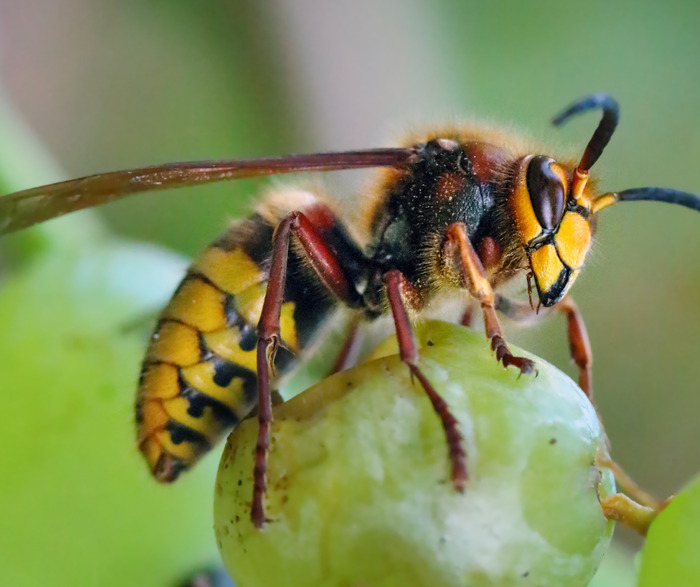 Apéro-conférence sur le frelon à pattes jaunes ou frelons asiatiques
