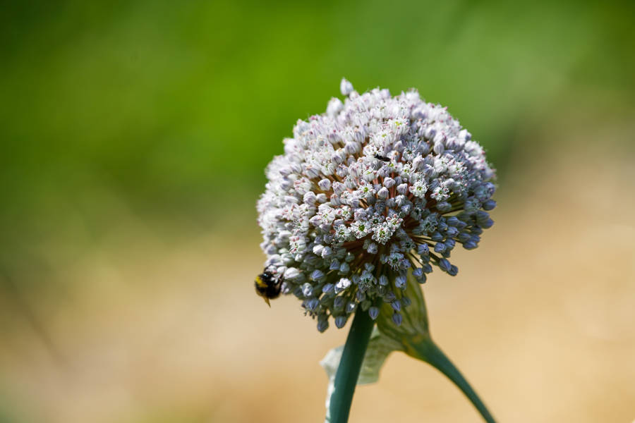 Agissons pour les pollinisateurs
