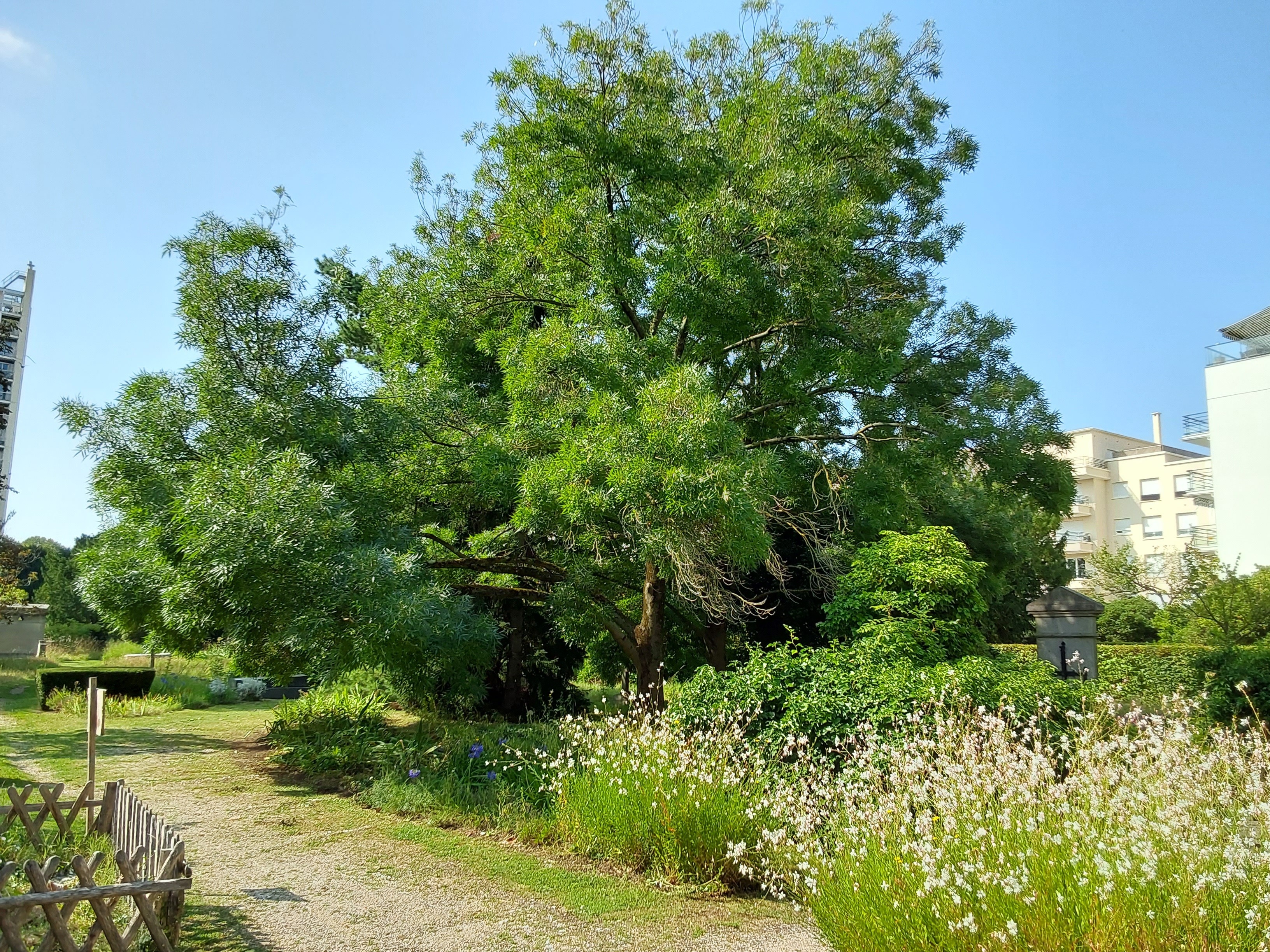 Regards sur les arbres du parc du Vieux cimetière
