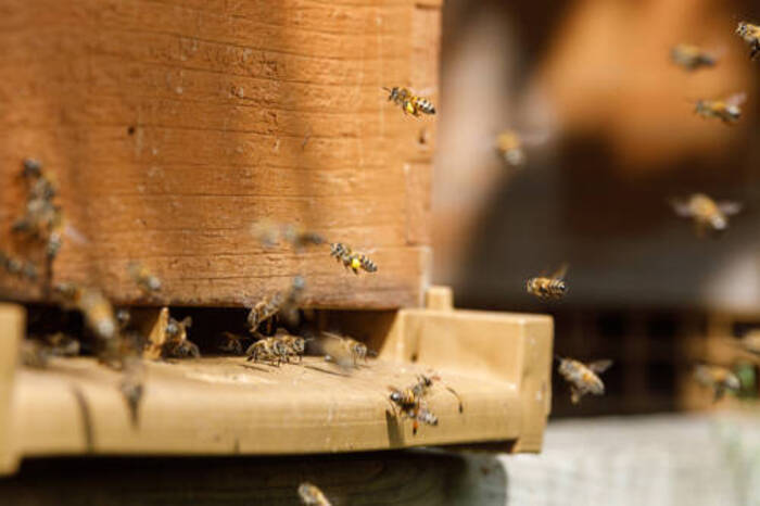 Journée mondiale des abeilles