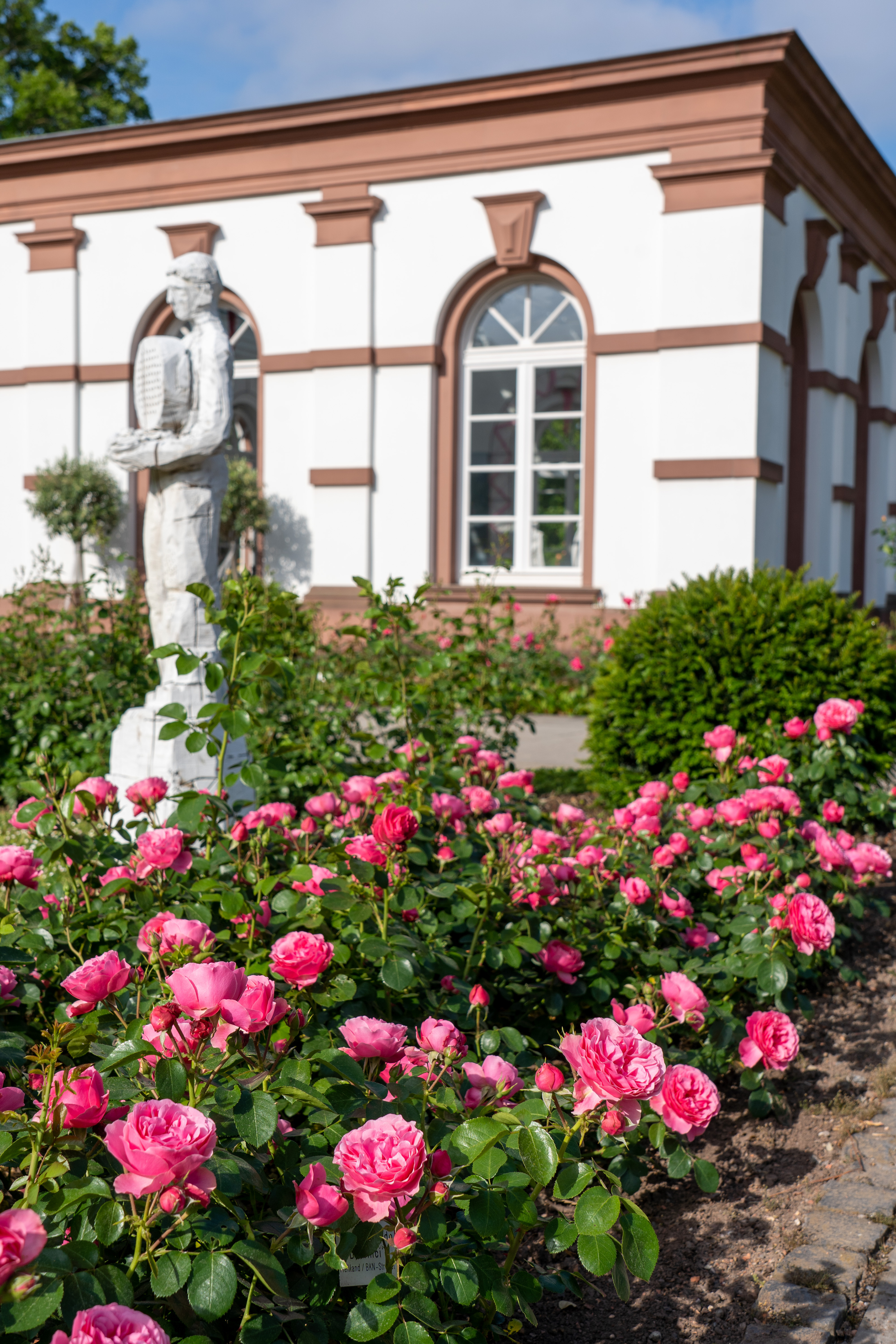 Un régal pour tous les sens : la fête des roses dans le jardin de palmiers