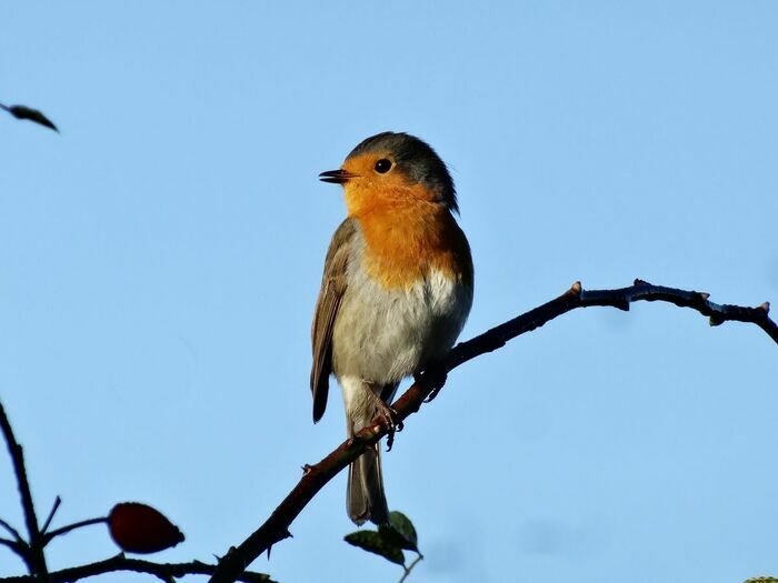 Les oiseaux réveillent le printemps
