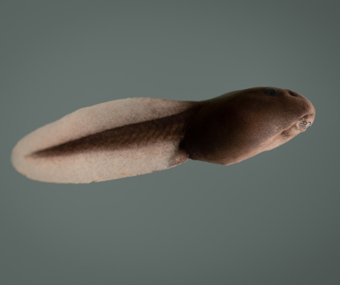 Outing to discover the batrachians