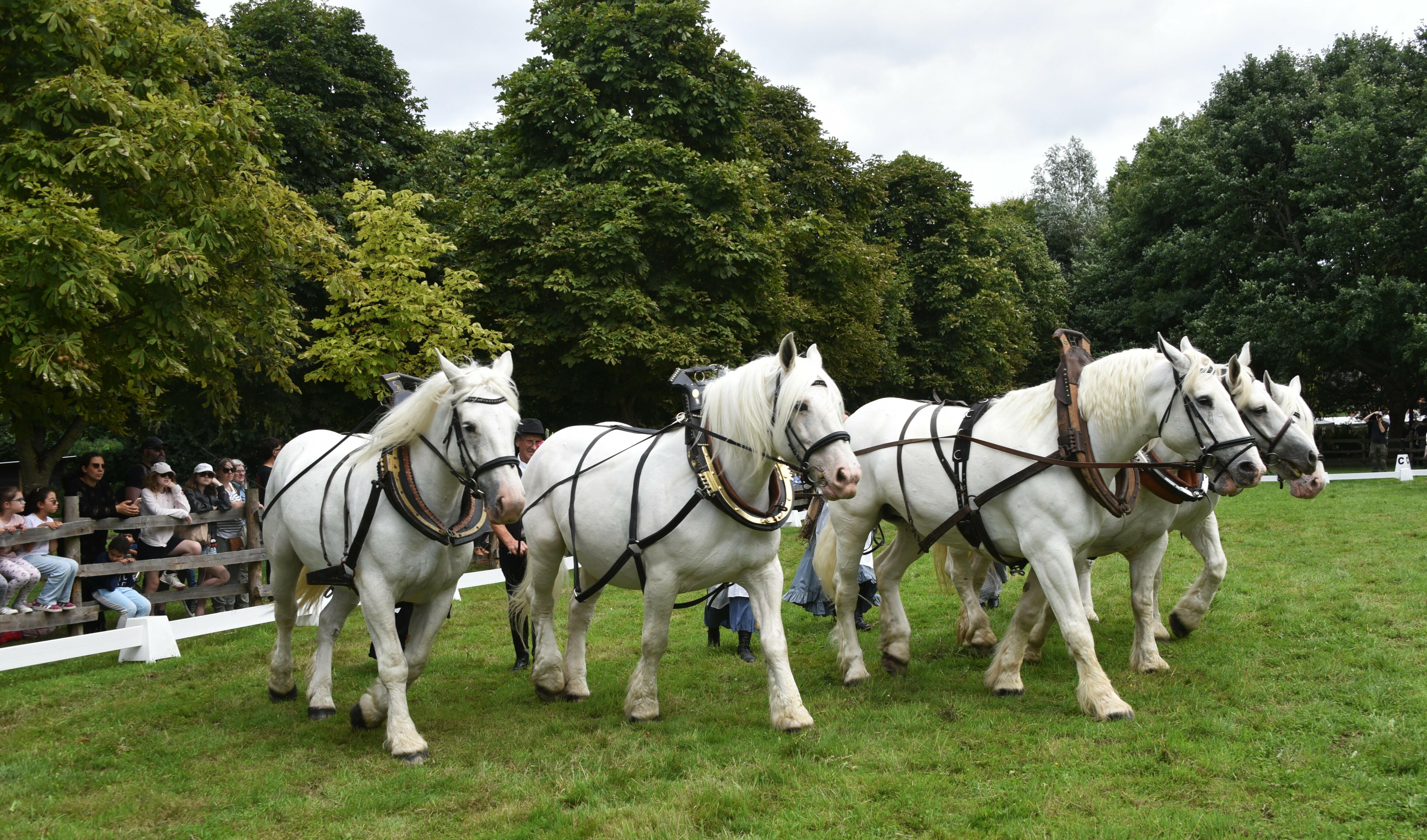 Les amis du cheval