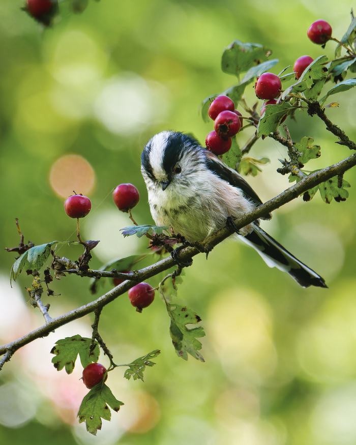 Vert par Nature : initiation à la photographie naturaliste