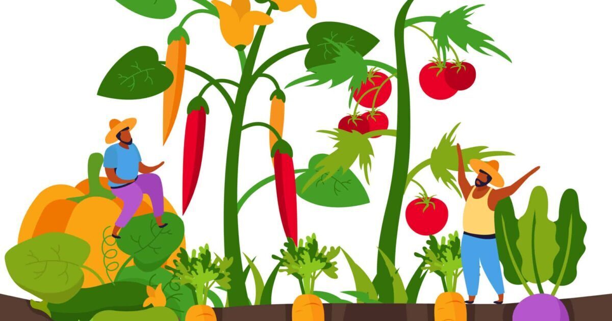Atelier jardinage : découvrir les aromatiques