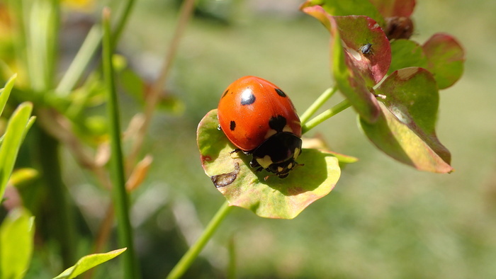 Les amis du jardinier
