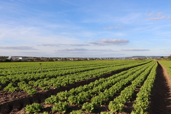 Les multiples facettes de la Plaine de Montesson