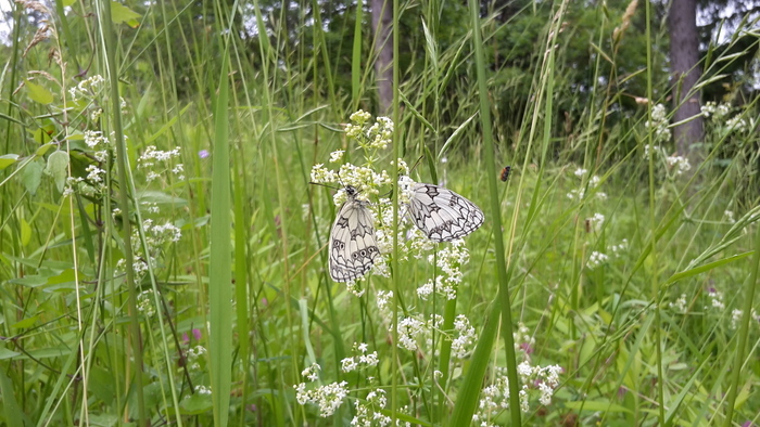 L'humain, la nature et l'élevage extensif : un système source d'équilibre pour la vie et la biodiversité.