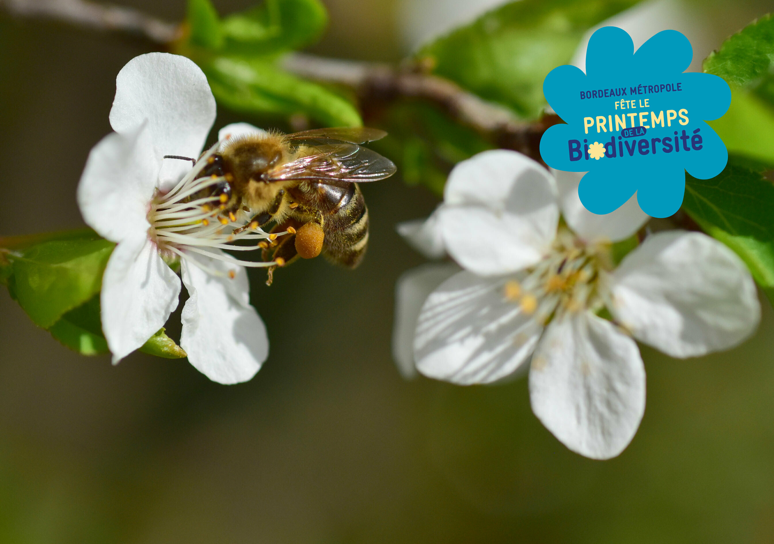 Stand SPIPOLL : suivi photographique des insectes pollinisateurs