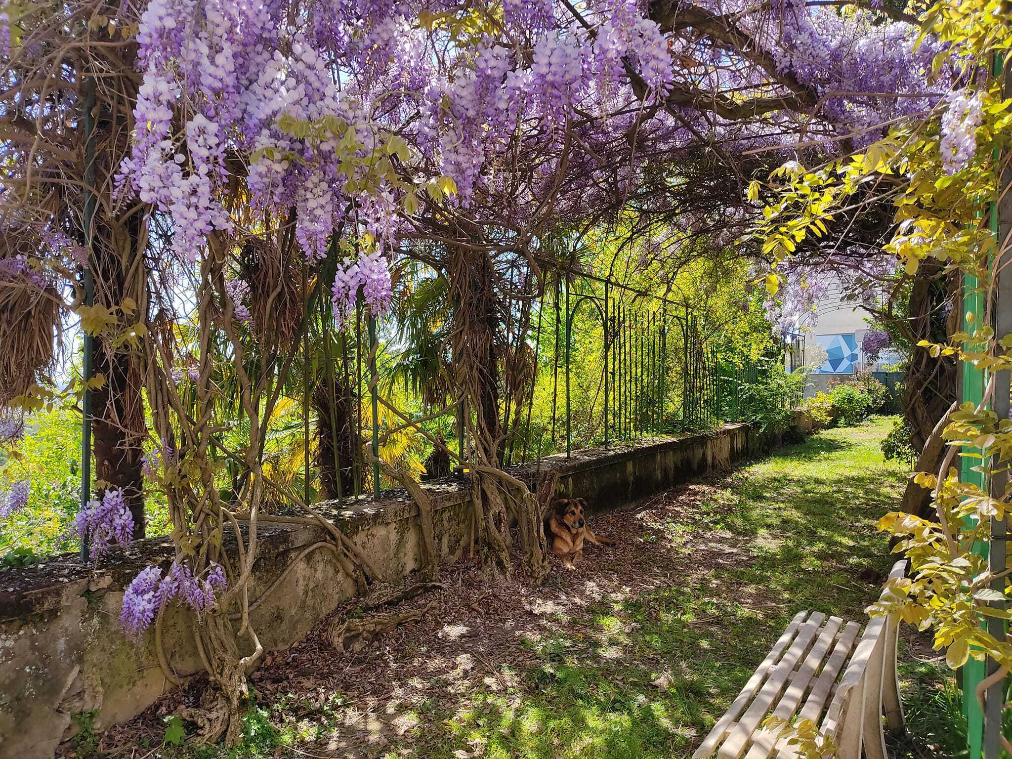 À la découverte du jardin de la Sablière, un site historique et naturel menacé