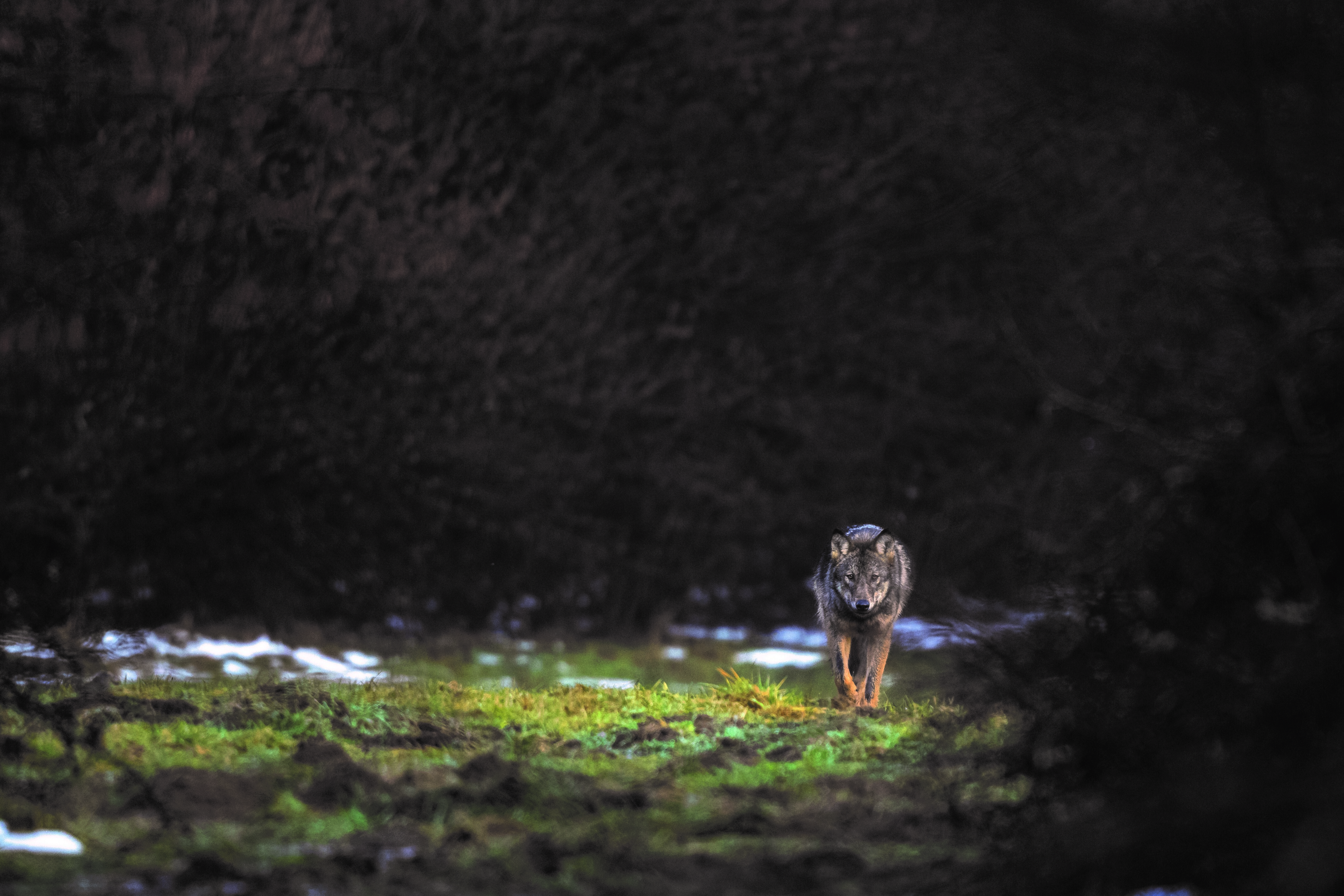Ressusciter le sauvage